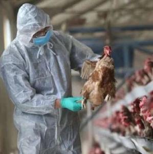 首次发现！人感染H5N8型禽流感