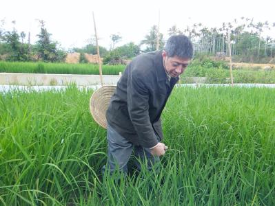 全球首创“稻米造血”将在光谷量产 预计年产重组人血清白蛋白100万支