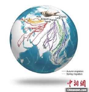 卫星追踪历时六年 中国科学家领衔揭开游隼迁徙秘密
