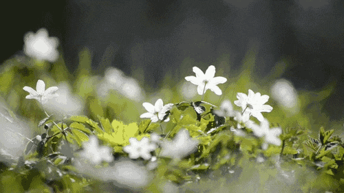 关注天气|本周孝感还有几阴雨天？
