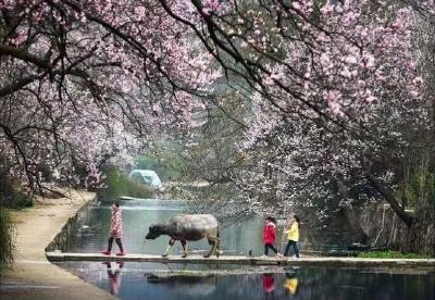 三月至，春雨霏霏，带你梦回“杏花村”~~