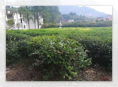 提前一周开采 恩施春茶价格较常年涨三成