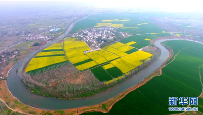 应城：千亩油菜花盛放 扮靓美丽乡村