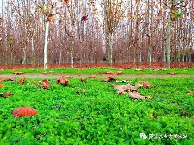花卉苗木助朱湖成“绿富美”