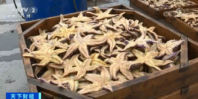 海星泛滥“成灾”？变了！