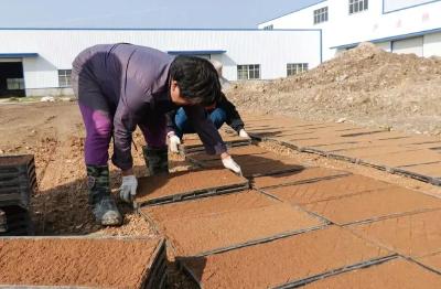 安陆：“工厂化”育秧助力春耕生产