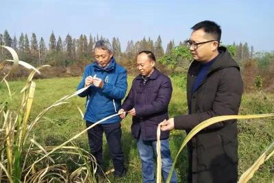 你在观鸟，鸟也看你，生态专家指导朱湖湿地建设