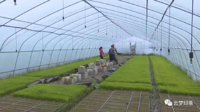 云梦：创办专业合作社 水稻种植一体化