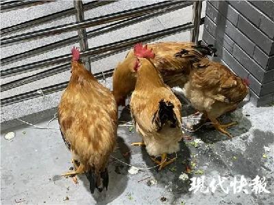 安放活鸡诱饵+红外摄像头，金钱豹搜捕现场迎暴雨