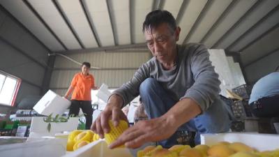汉川：个大色艳味更甜 600亩优质黄桃清香诱人