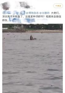 深圳海域突现鲸鱼！捕食画面曝光