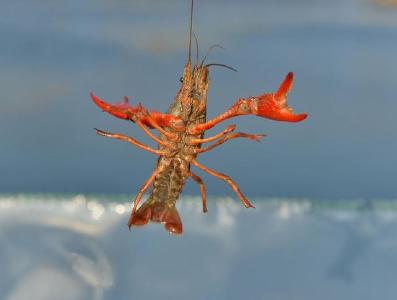 日本拟将小龙虾指定为外来入侵物种：禁止进口和贩卖