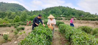 中国农技协最美科技工作者丨湖北孟宗生态茶叶有限公司技术总监周金云