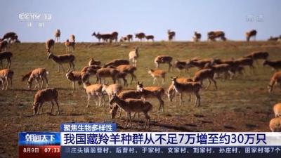 我国藏羚羊种群数量增至约30万只 从濒危物种降为近危物种