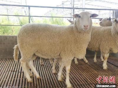 上百只澳大利亚种羊抵华 内蒙古牧业再结“洋亲”