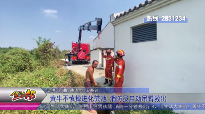 黄牛不慎掉进化粪池 消防员启动吊臂救出