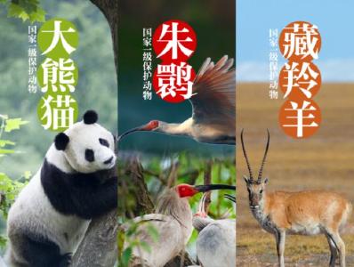 中国成效！这些珍稀生物的队伍壮大了