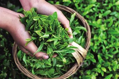 三江侗族自治县：发展茶叶产业让群众过上美好生活