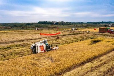 武汉光谷“太空稻”正式收割了