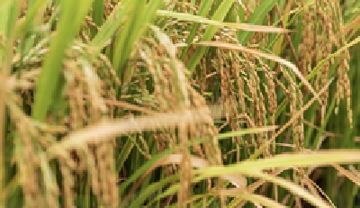 多年生稻“云大107”在元江梯田示范一种两季亩产超千公斤