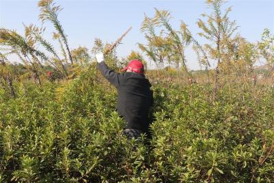 发现“加拿大一枝黄花”后应如何进行应急控制？这套技术规范一定要看！