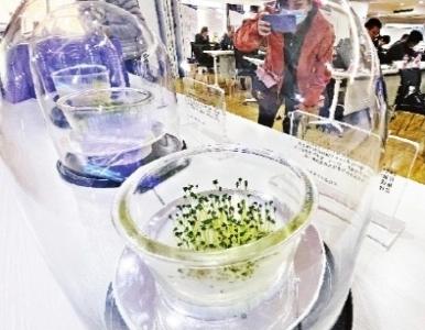 武汉选育的太空香稻种子 随神舟十二号游太空后“回家”