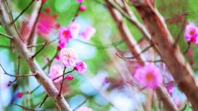 暖冬催花，早梅提前绽放 春节武汉将上演“市花迎春”