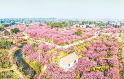 荆州八岭山镇梅园：美丽乡村 梅花争艳