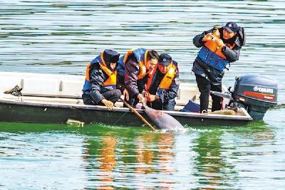 长江宜昌段：为救一只江豚“黄金水道”停航12分钟