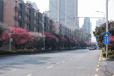 武汉这条街进入盛花期，美得让人直呼“太惊艳”