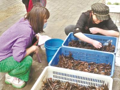 今年武汉龙虾季来得比往年晚一些 新季虾个头小价也不高