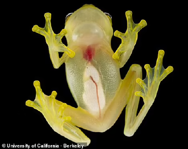 全新发现！腹部完全透明的“玻璃蛙”