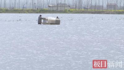 湖北江陵：独特养殖法让小龙虾抢先上市，产品热销一线城市