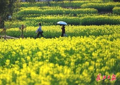油菜花海鹅黄绿，望春玉兰满枝头