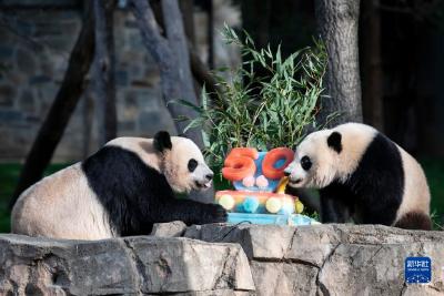 美国史密森学会国家动物园庆祝大熊猫抵美暨大熊猫项目50周年