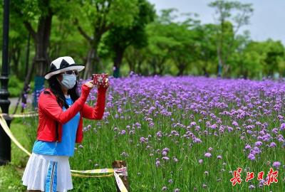 五一假期，不出远门赏花海