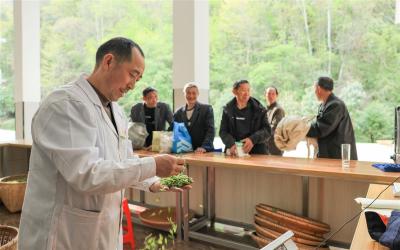 湖北鹤峰云蒙村：“荒野茶”带动2000多人增收