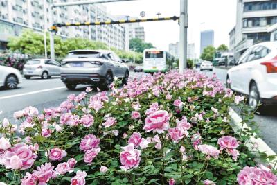 武汉今年上新50万株 美丽花儿蜿蜒到家门口 150万株城中月季为你唱“最浪漫的事”