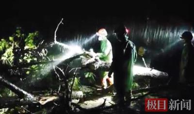 云南广南县暴雨致多处树木倒塌，有人员被困后获救