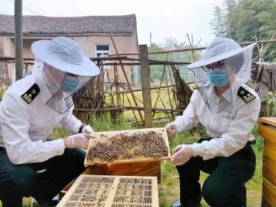 43吨蜂蜜出口海外，让世界爱上“孝感甜”~