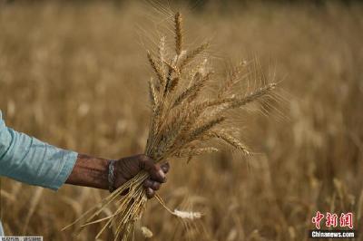印度放宽小麦出口禁令 规定日期前符合条件小麦可出口