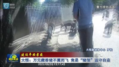 建设平安孝感丨大悟：万元藏香猪不翼而飞  竟是“猪倌”监守自盗