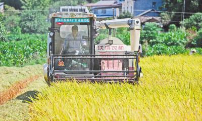 夷陵秋收忙