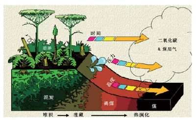 煤和炭的区别是什么？院士解析→