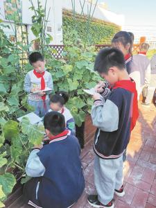 小学办智慧农场教学生种蔬菜 孩子们收获乐趣又学到了知识