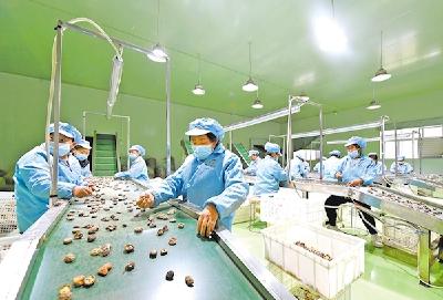 南漳深耕食用菌精深加工