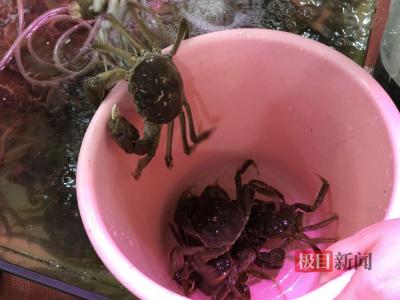 黄金周后湖北省内螃蟹价格不降反涨，吃蟹性价比最高期或推后十天半个月