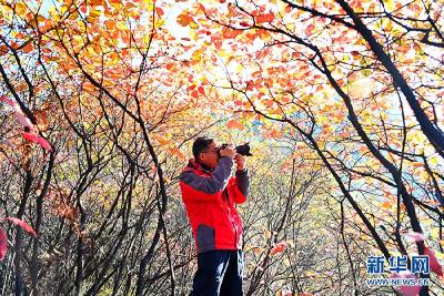 【“飞阅”中国】重庆酉阳：红叶美山林 秋色如画卷 