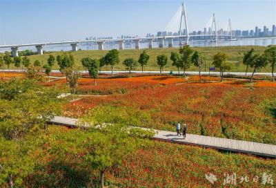 “鲜花地毯”五彩斑斓