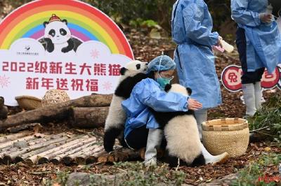 13只新生熊猫宝宝集体亮相，快来接受奶团子的新年祝福吧！